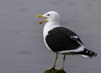 Southern black-backed gull at the beach