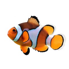 Clownfish isolated on a white background