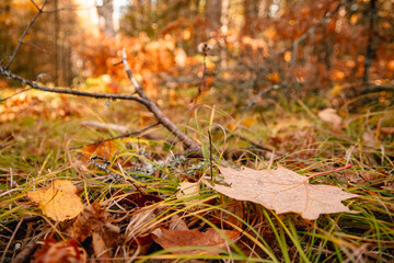 autumn leaves on the ground