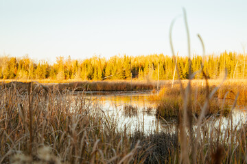 reeds at sunset