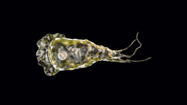 Amoeba parasite micro organism loop 4k resolution with alpha channel