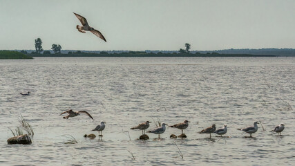 During summer, a flock of seagulls rest on a series of rocks protruding from the lake at Luther Marsh Wildlife Management Area in Grand Valley, Ontario, Canada