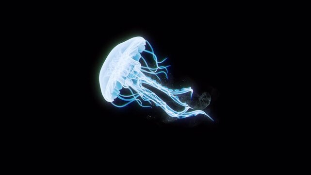 Jelly Fish animation Loop with alpha channel 4K resolution