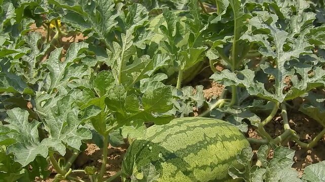Watermelons growing in the field with watermelon flowers and seedlings.
