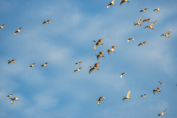 Australian White Ibis flock in flight in the golden afternoon sun.