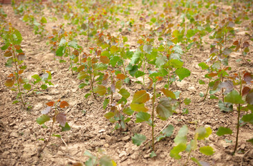 Poplar seedlings in cultivation outdoors