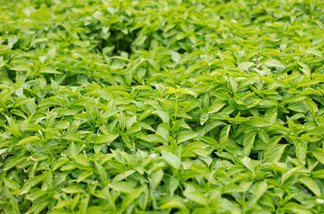 Cultivated pepper seedlings in the fields