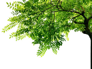 Photo of a big growing tree with dense fresh green leaves isolated on a png file with transparent...