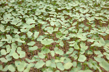 Well-growing cotton seedlings in farmland
