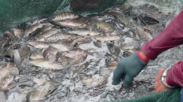 Tilapia fish in cage for sale
