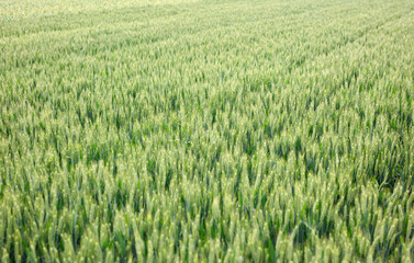 Green wheat growing well in farmland