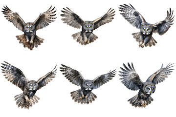 Obraz premium Six Great Grey Owls in Flight, Captured in Motion