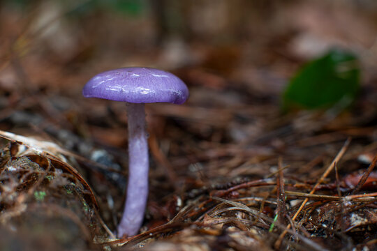 Viscid violet cort from Massachusetts 