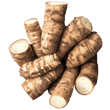 Arrowroot Plant Isolated on Transparent Background - Clear and Detailed Botanical Image for Various Applications