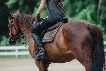 Close-up of a rider on a brown horse in an outdoor arena with a green background. The rider is...