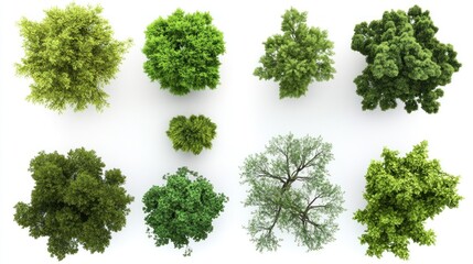Obraz premium Overhead View of a Variety of Trees