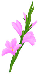 Obraz premium Pink Gladiolus is one of the birth flowers for August