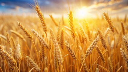 Fototapeta premium Golden dry wheat spikelets in a lush sun-kissed field, isolated on a pure white background, showcasing nature's warm hues and rustic beauty in autumn.