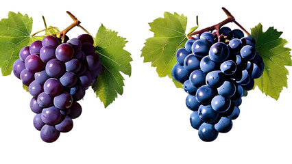 Fototapeta premium grapes