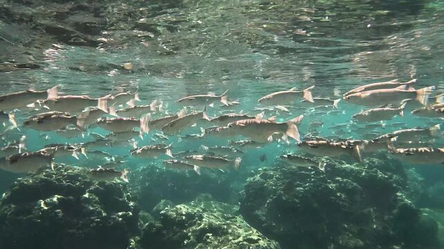 A school of sharpnose mullet fish swim in the clear, shallow waters of the North Shore of Oahu, Hawaii 
