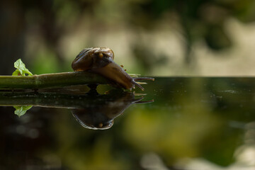 Obraz premium snail with beautiful reflection