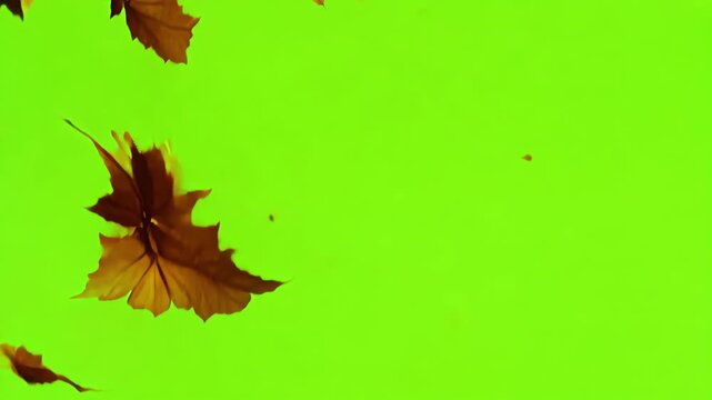 With each gust of wind leaves break free from their treetops creating a swirling and fluttering dance in the crisp autumn air. Green screen chromakey