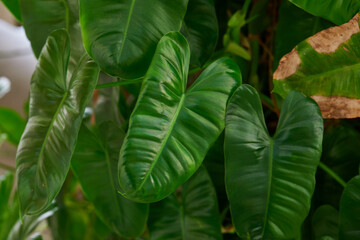 Close-up view of  Philodendron leaves