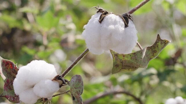 Flower Bud Co-Ords