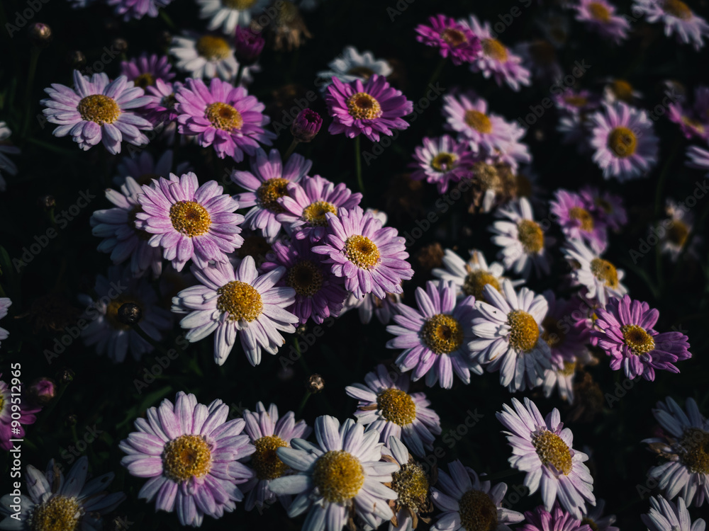 Sticker Flowers in the garden