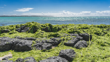 The coast of the Indian Ocean. There are a lot of green algae on the coastal black volcanic...