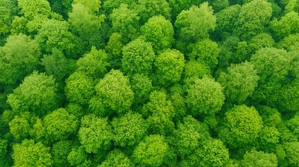 A high-resolution aerial photo of a lush green forest, clean and vibrant.