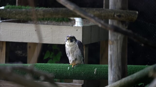Slow-motion, slightly shaky footage through branches captures a falcon in a zoo enclosure. The bird stands on one foot atop a green branch, attentively observing its environment with curious eyes.