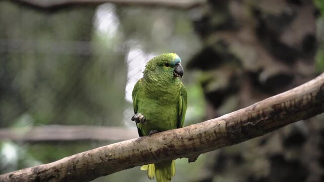 Green parrot sitting on a tree and eating food, funny animals