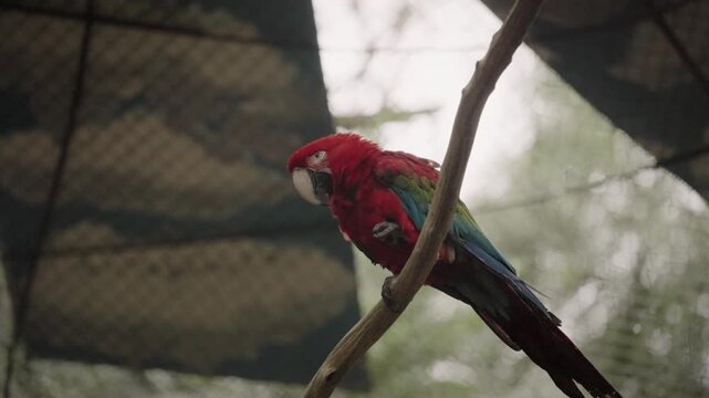 Close up red parrot standing on a tree branch and looking at camera.
