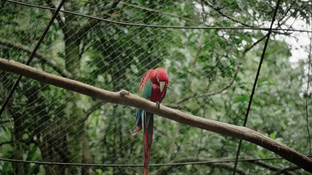 Sad red Parrot Caged in a Zoo, copy space, steady view