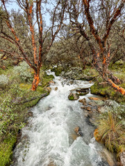 Bosque