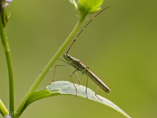 stinging grasshopper on a leaf with a blurred background