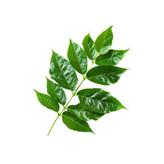 Obraz premium Euonymus Leaves, Isolated On A White Background