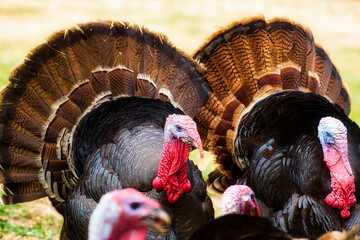 Tom turkeys on a farm.