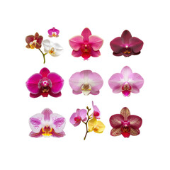 Naklejka premium Twelve Isolated Orchids On A White Background