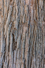 bark of a tree close up