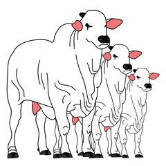 Premium Cow