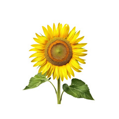 A Vibrant Yellow Sunflower With Stem And Leaves