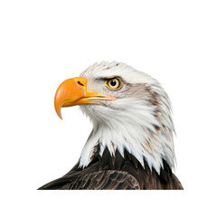 Obraz premium A Large Bald Eagle Isolated On A White Background