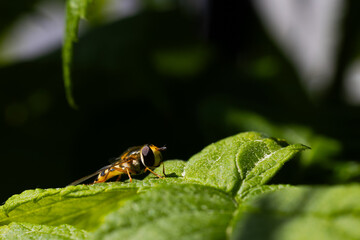 macro of a wasp on leaf