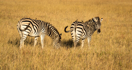 Zebras are African equines with distinctive black-and-white striped coats