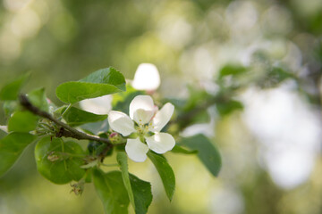 Blooming Apple tree branches with white flowers close-up.