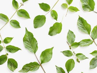 Fototapeta premium green leave isolated on white background - ai