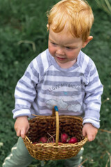 A little red-haired boy holds a wicker basket with red radishes on a background of green grass