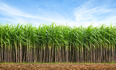 Sugar cane plantation with blue sky background.